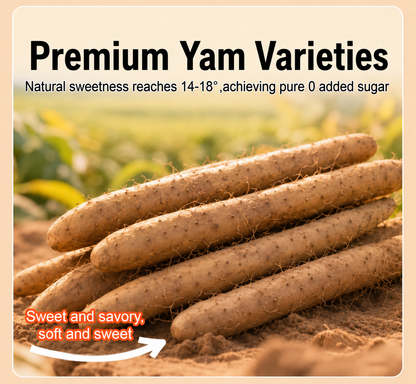 ✅Natural Premium Zero🥇💌Sugar Iron Stick Yam- XA